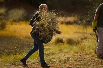 Record Rains Fuel Buffel Grass Outbreak in South Australia