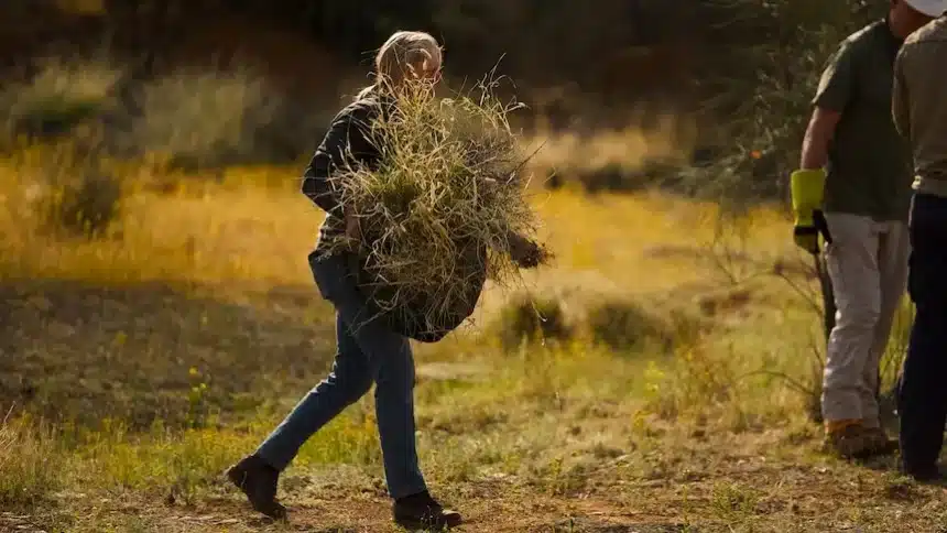 Record Rains Fuel Buffel Grass Outbreak in South Australia
