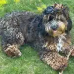 Family Earned Over £250,000 from Illegal Puppy Breeding Operation
