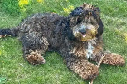 Family Earned Over £250,000 from Illegal Puppy Breeding Operation