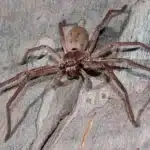 Fastest Spider Species Revealed: Can You Outrun Them?