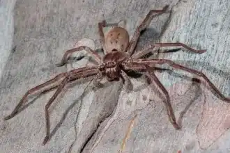 Fastest Spider Species Revealed: Can You Outrun Them?