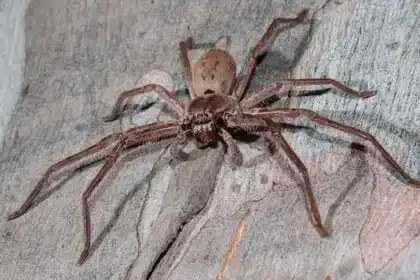 Fastest Spider Species Revealed: Can You Outrun Them?