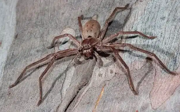 Fastest Spider Species Revealed: Can You Outrun Them?