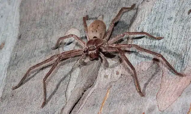 Fastest Spider Species Revealed: Can You Outrun Them?
