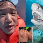 Shark Attack Survival: How to Fight Back Against a Predator