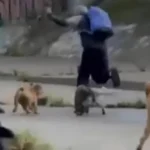Hero Dogs Foil Alleged Sexual Assault Attempt in Melbourne