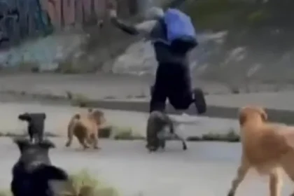Hero Dogs Foil Alleged Sexual Assault Attempt in Melbourne