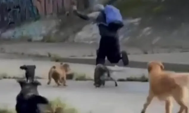 Hero Dogs Foil Alleged Sexual Assault Attempt in Melbourne Hero Dogs Foil Alleged Sexual Assault Attempt in Melbourne