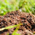 Gold Coast Battles Fire Ants: 30,000 Nests Destroyed Amidst Low Eradication Confidence