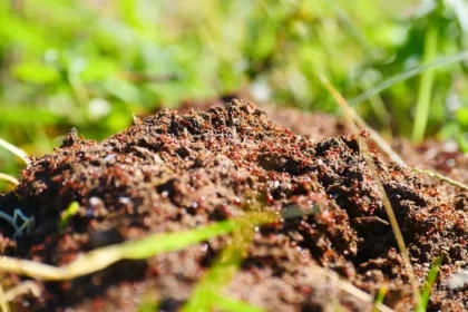 Gold Coast Battles Fire Ants: 30,000 Nests Destroyed Amidst Low Eradication Confidence