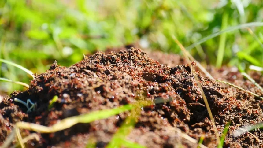 Gold Coast Battles Fire Ants: 30,000 Nests Destroyed Amidst Low Eradication Confidence Gold Coast Battles Fire Ants: 30,000 Nests Destroyed Amidst Low Eradication Confidence