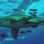 Watch Shark Week 2026 Online: Your Global Viewing Guide