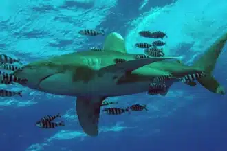 Watch Shark Week 2026 Online: Your Global Viewing Guide
