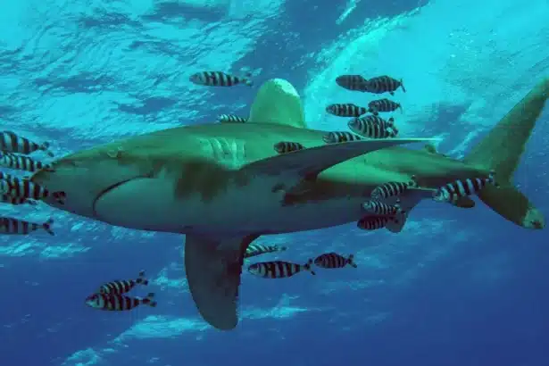 Watch Shark Week 2026 Online: Your Global Viewing Guide