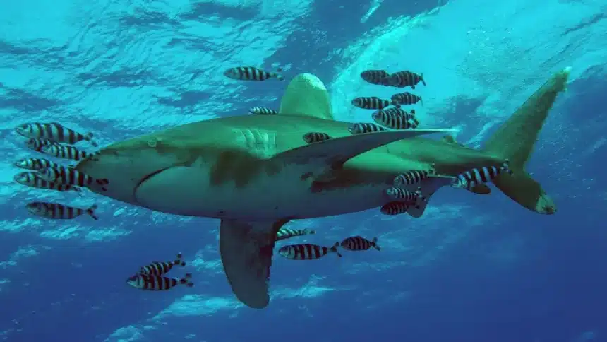 Watch Shark Week 2026 Online: Your Global Viewing Guide