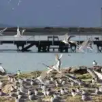 Seven New Suspected Bird Flu Cases Emerge in South Australia