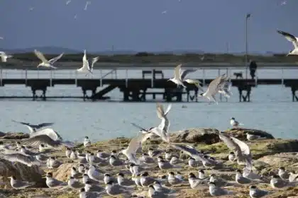 Seven New Suspected Bird Flu Cases Emerge in South Australia