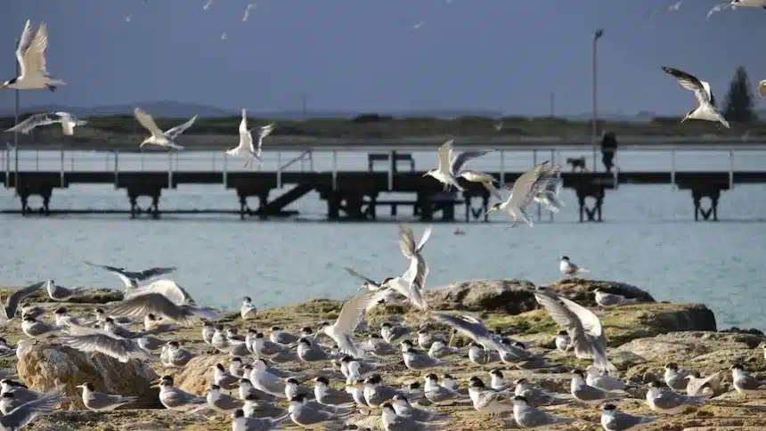Seven New Suspected Bird Flu Cases Emerge in South Australia