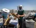 Gaza Beekeeper Rebuilds Life’s Work Amidst War’s Devastation
