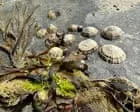 Protecting Limpets: A Call for Wildlife Care on Summer Holidays