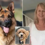 German Shepherd ‘Attack’ Lawsuit Dismissed by NSW Court