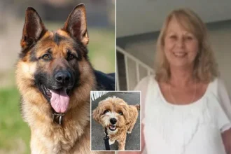 German Shepherd ‘Attack’ Lawsuit Dismissed by NSW Court