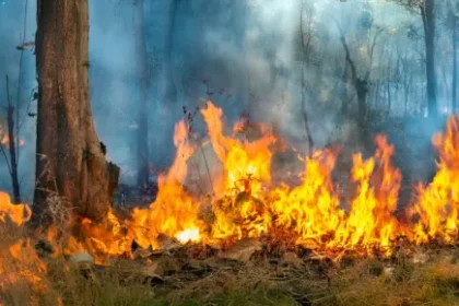 Wildfire Smoke & Heat: Indoor Air Quality Challenges