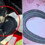 Venomous Cottonmouth Found in High Schooler’s Football Helmet