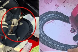 Venomous Cottonmouth Found in High Schooler’s Football Helmet
