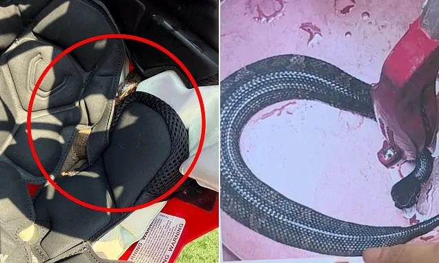 Venomous Cottonmouth Found in High Schooler’s Football Helmet Venomous Cottonmouth Found in High Schooler’s Football Helmet