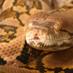 Python Kills Indonesian Rubber Tapper in Horrific Predation