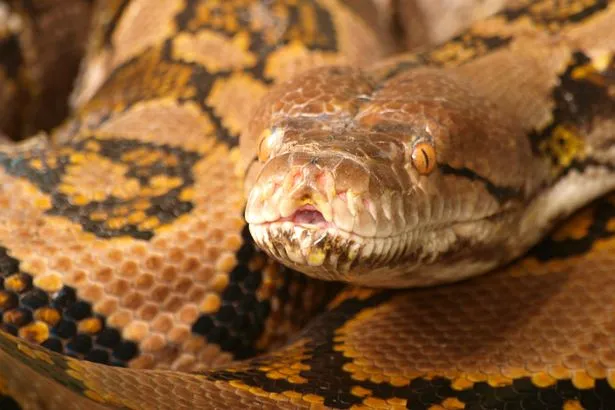 Python Kills Indonesian Rubber Tapper in Horrific Predation Python Kills Indonesian Rubber Tapper in Horrific Predation