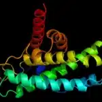 AI Breakthrough: PRIME Predicts Protein Metal-Binding Sites in Seconds