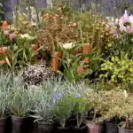 Expert Tips for Growing Thriving Native Australian Flowers