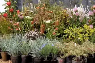 Expert Tips for Growing Thriving Native Australian Flowers