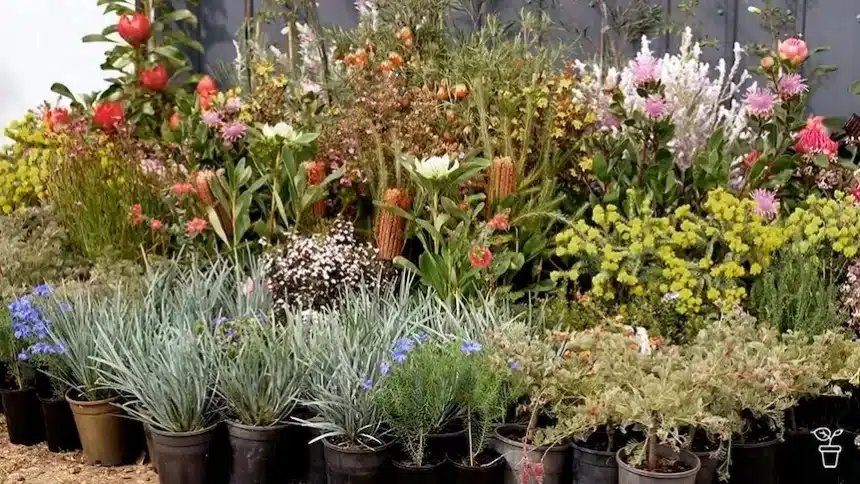 Expert Tips for Growing Thriving Native Australian Flowers