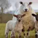 British Sheep Farming Faces Crisis: Synthetic Fibers and Cheap Meat Threaten Heritage Breeds