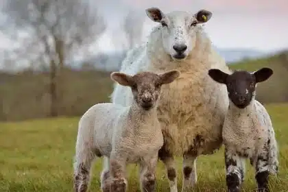 British Sheep Farming Faces Crisis: Synthetic Fibers and Cheap Meat Threaten Heritage Breeds