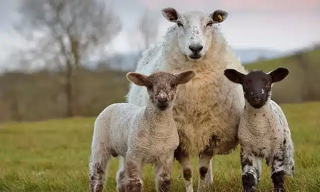 British Sheep Farming Faces Crisis: Synthetic Fibers and Cheap Meat Threaten Heritage Breeds