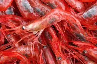 Canada Lifts Tariffs on Seafood and Fish Products