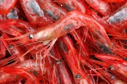 Canada Lifts Tariffs on Seafood and Fish Products