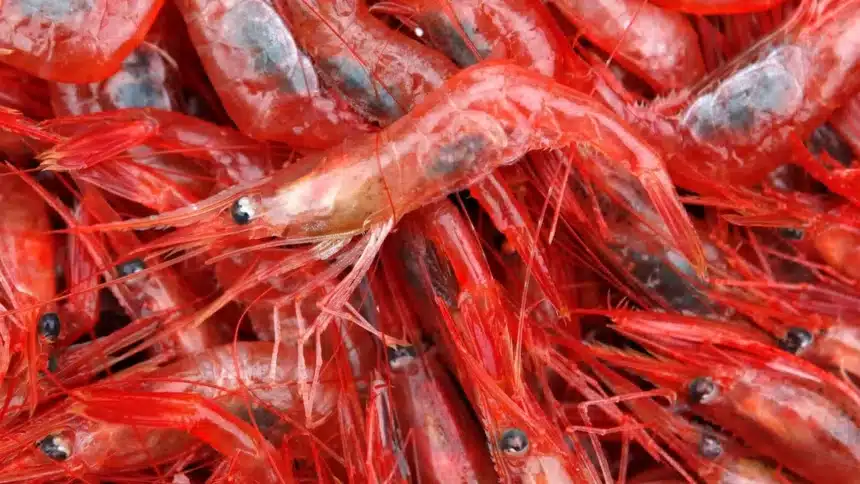 Canada Lifts Tariffs on Seafood and Fish Products Canada Lifts Tariffs on Seafood and Fish Products