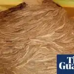 Wasps’ Nest: A Shed Becomes a ‘Football-Sized’ Architectural Marvel