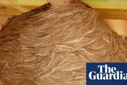 Wasps’ Nest: A Shed Becomes a ‘Football-Sized’ Architectural Marvel