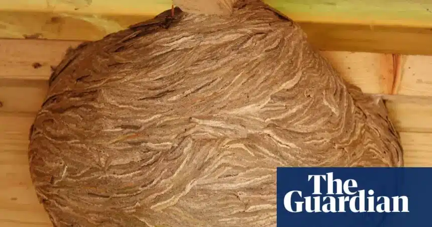 Wasps’ Nest: A Shed Becomes a ‘Football-Sized’ Architectural Marvel