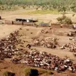Guy Hands’ CPC Buys NT Cattle Station, Expands Land Holdings
