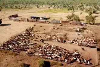 Guy Hands’ CPC Buys NT Cattle Station, Expands Land Holdings