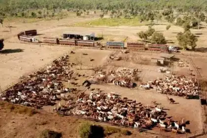 Guy Hands’ CPC Buys NT Cattle Station, Expands Land Holdings