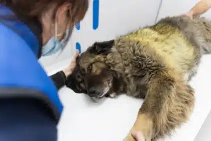 Paracetamol Dangers for Dogs: A Growing Concern